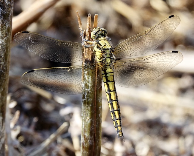 black-tailed skimmer